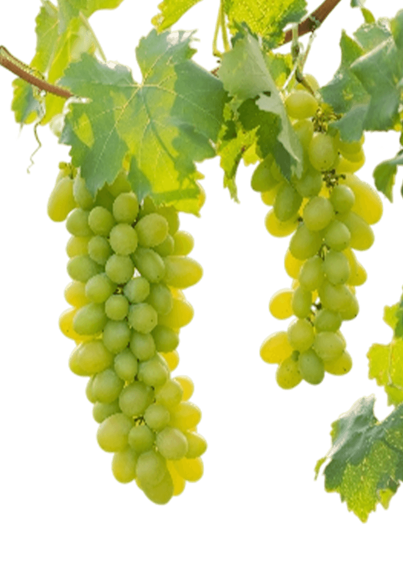 Muscat Of Spinas